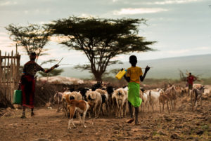 some-species-such-as-goats-and-sheep-are-likely-to-adapt-to-hot-and-dry-conditions-better-than-cattle-shutterstock