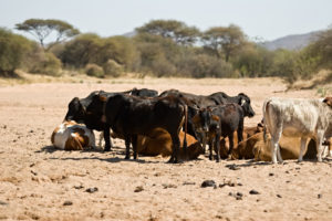 warmer-temperatures-are-likely-to-cause-heat-stress-in-cattle-raised-on-natural-pastures-and-in-feedlots-shutterstock